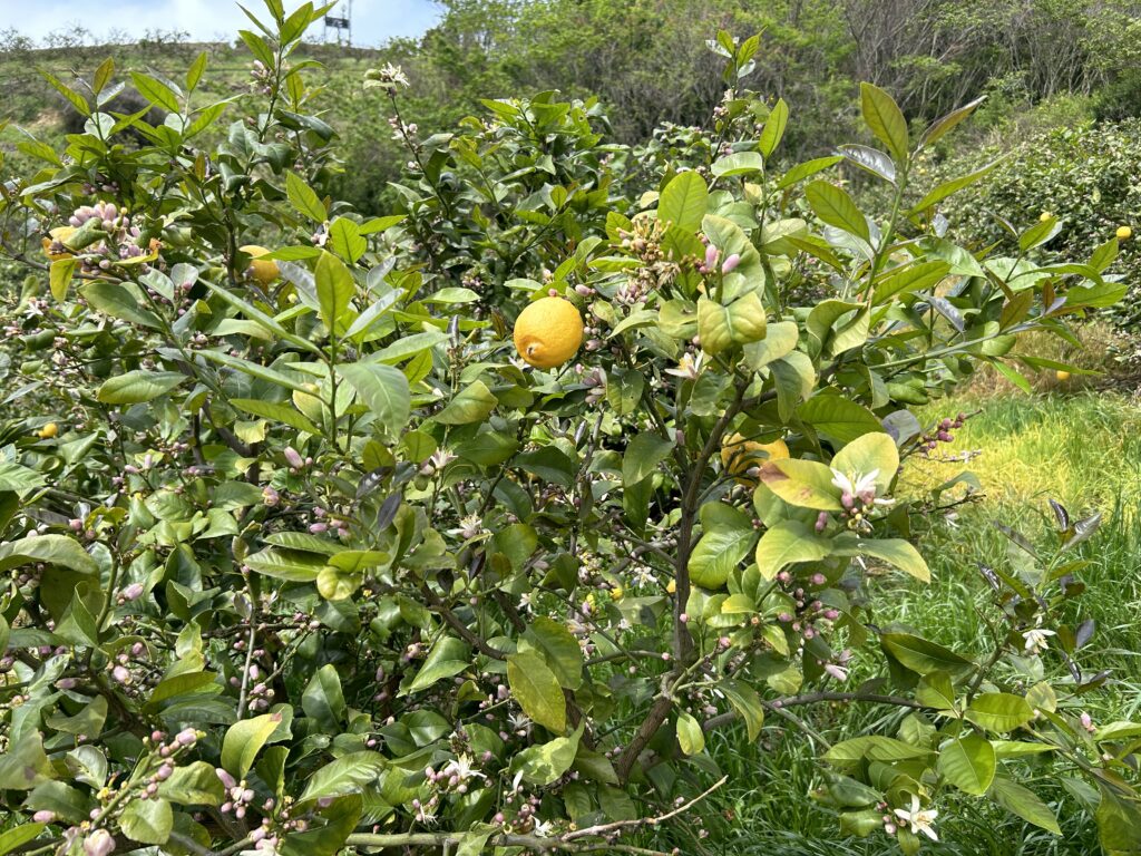 Lemons growing on trees in Ikuchijima, a famous lemon island on the Shimanami Kaido