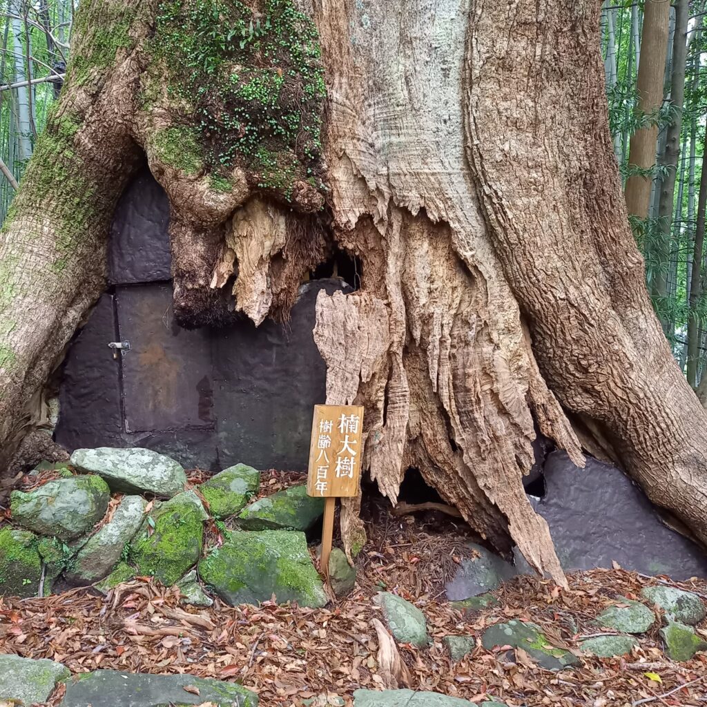 800-year-old camphor tree