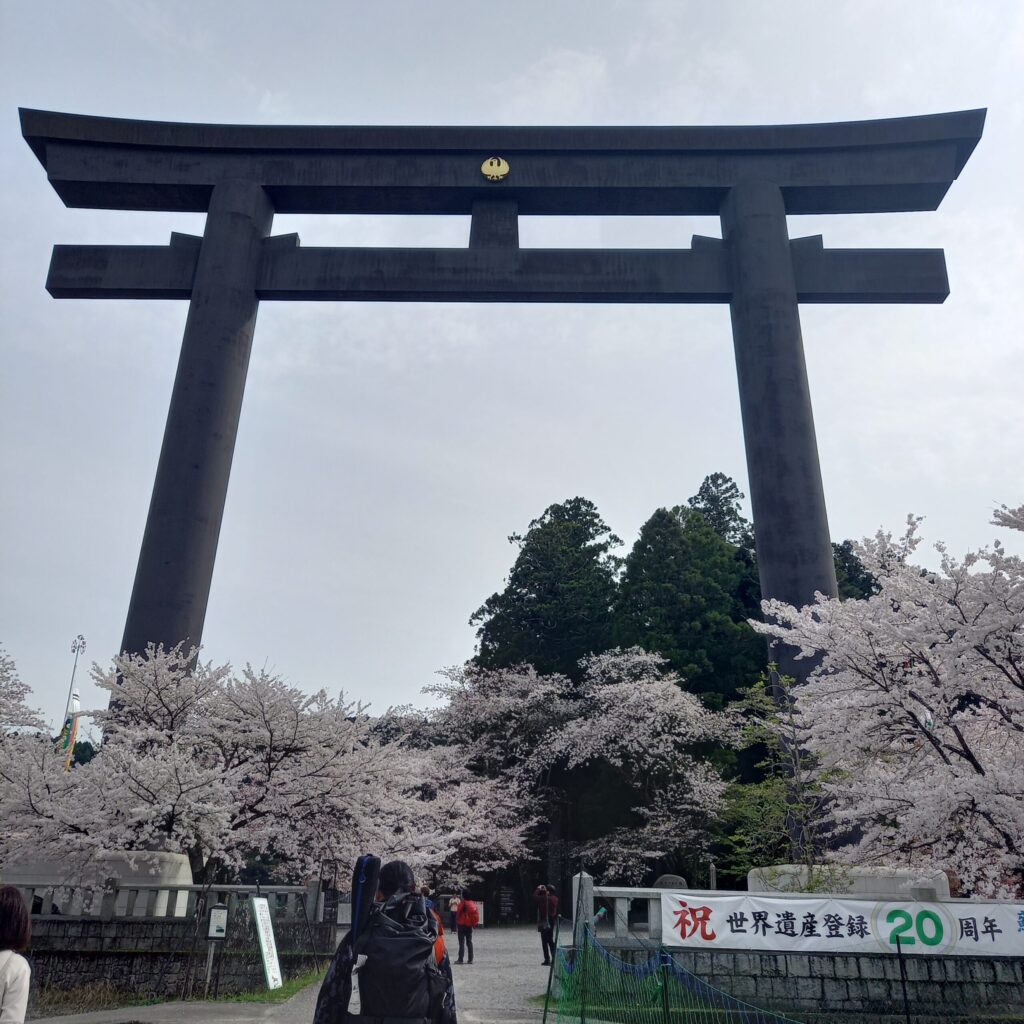 Giant Torii Gate and Cherry Blossoms