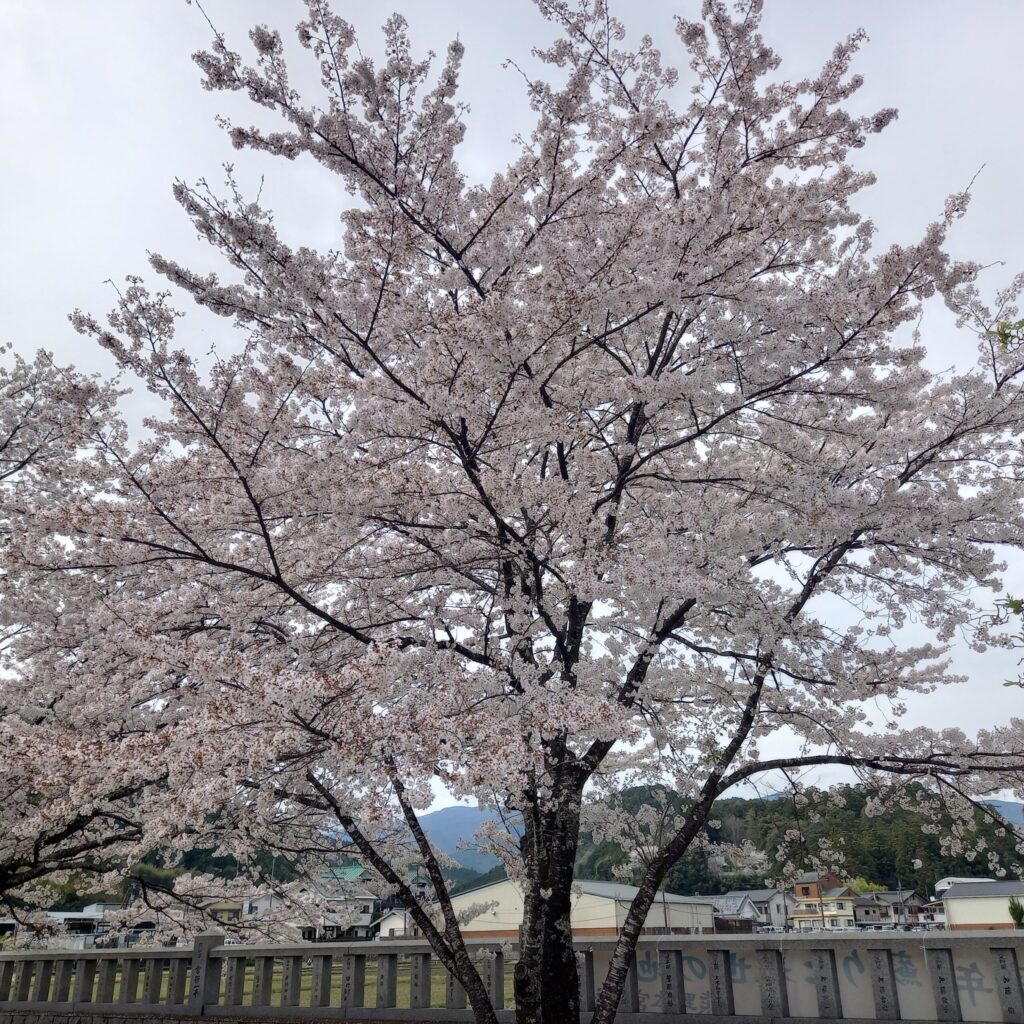 Cherry blossoms at Oyunohara, the original sacred site of Kumano Hongu Taisha